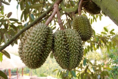 คอนกรีตผสมเสร็จ จันทบุรี